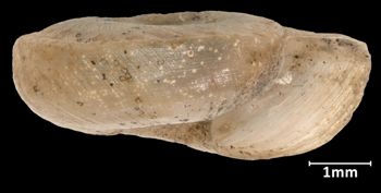 Media type: image;   Malacology 17343 Aspect: apertural